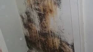 Alternaria Mold